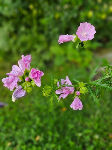 Malva