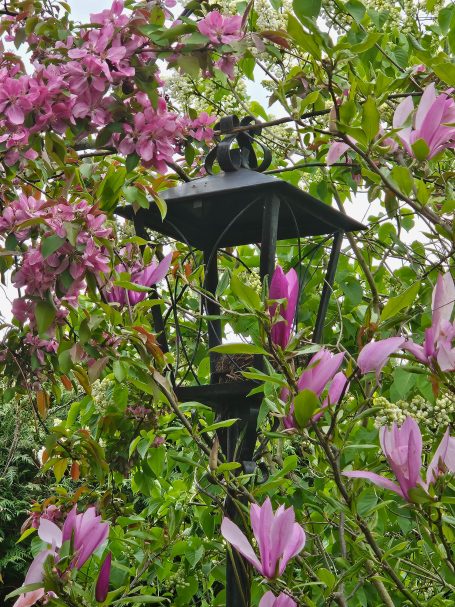 Magnolia