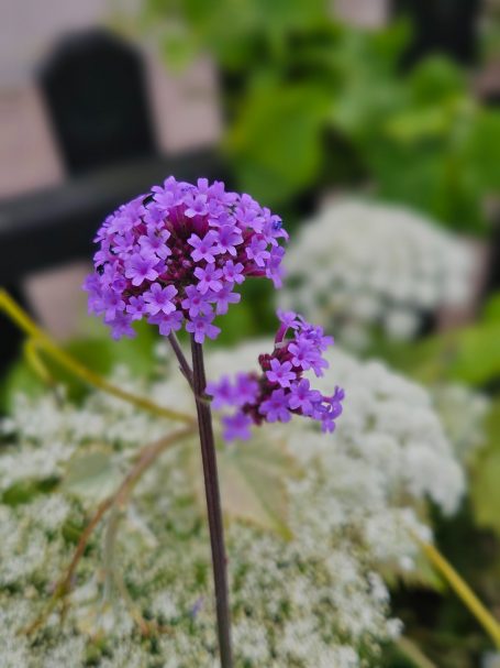 Jätteverbena