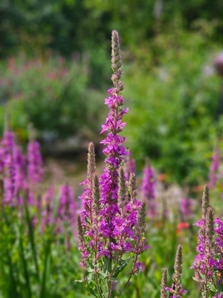 Fackelblomster