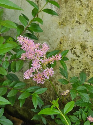 Astillbe